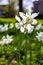 Closeup shot of beautiful Paperwhite narcissus flowers on a blurred background