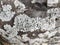 Closeup shot of a beautiful Parmelia sulcata mushroom on the stone surface