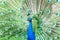 Closeup shot of a beautiful Peafowl with its tail open at daytime