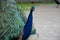 Closeup shot of beautiful peafowl with open feathers