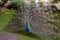 Closeup shot of a beautiful Peafowl in the yard