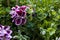 Closeup shot of beautiful pelargoniums on a bush