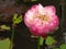 Closeup shot of a beautiful pink bloomed lotus