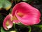 Closeup shot of a beautiful pink calla lily flower