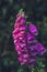 Closeup shot of a beautiful pink foxglove flower in front of a blurry background