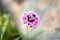 Closeup shot of a beautiful pink gilliflower on a blurred background