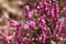 Closeup shot of beautiful pink heather flowers in a garden