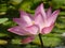Closeup shot of beautiful pink lotus flowers in a pond in a peaceful countryside