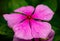 Closeup shot of a beautiful pink periwinkle with dew on petals