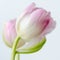 Closeup shot of a beautiful pink-petaled tulip with a bright background