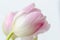 Closeup shot of a beautiful pink-petaled tulip with a bright background