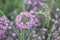 Closeup shot of beautiful pink wild verbena flowers