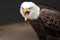 Closeup shot of a beautiful powerful bald eagle screeching