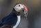 Closeup shot of a beautiful puffin colony bird eating fish with blurred background