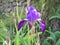 Closeup shot of beautiful purple algerian iris flowers in a garden