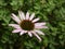 Closeup shot of a beautiful purple coneflower flower in a garden