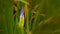 Closeup shot of beautiful purple iris tectorum flower bud on blurred background