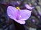 Closeup shot of a beautiful purple melastome flower on a blurred background