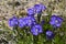 Closeup shot of beautiful purple moonflowers in Yellowstone, Wyoming