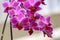 Closeup shot of beautiful purple moth orchids