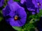 Closeup shot of beautiful purple pansy flowers in a field