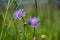 Closeup shot of a beautiful purple pincushion flower on a blurred background