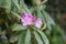 Closeup shot of beautiful purple rhododendron flowers