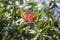 Closeup shot of a beautiful red bottlebrush plant in a forest