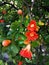 Closeup shot of beautiful red caesalpinia flowers in a garden