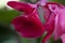 Closeup shot of a beautiful red Castilleja flower on a blurred background