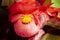 Closeup shot of a beautiful red Castilleja flower on a blurred background