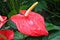 Closeup shot of beautiful red Laceleaf flower covered with dewdrops with green leaves in background