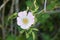 Closeup shot of a beautiful rosa arkansana flower in a garden