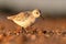 Closeup shot of a beautiful sanderling on the blurry background