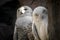 Closeup shot of beautiful snowy owls