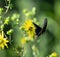 Closeup shot of a beautiful spicebush swallowtail butterfly flying near Dandelions in the daylight