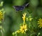 Closeup shot of a beautiful spicebush swallowtail butterfly flying near Dandelions in the daylight