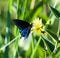 Closeup shot of a beautiful spicebush swallowtail butterfly perched on Dandelions in the daylight