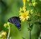 Closeup shot of a beautiful spicebush swallowtail butterfly perched on Dandelions in the daylight