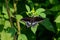 Closeup shot of a beautiful spicebush swallowtail butterfly perched on tree leaves in the daylight