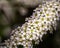 Closeup shot of beautiful spiraea flowers blooming in a garden