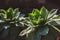 Closeup shot of beautiful stonecrop plants with blurred background