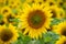 Closeup shot of a beautiful sunflower in a sunflower field - perfect for background