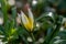 Closeup shot of a beautiful Tarda Tulip with a blurred background