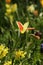 Closeup shot of a beautiful Tulipa Sprengeri under the sunlight