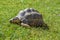 Closeup shot of a beautiful turtle on the grass with a patterned shell