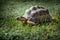 Closeup shot of a beautiful turtle on the grass with a patterned shell
