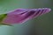 Closeup shot of a beautiful unbloomed morning glory flower with a blurred background