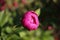 Closeup shot of a beautiful unbloomed pink peony growing in the garden