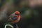 Closeup shot of a beautiful Vermilion Flycatcher on blurred background of plants